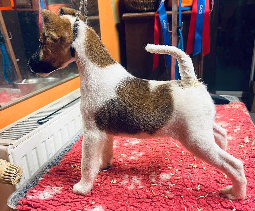 Fox Rebell - Chiots disponibles - Fox Terrier Poil lisse