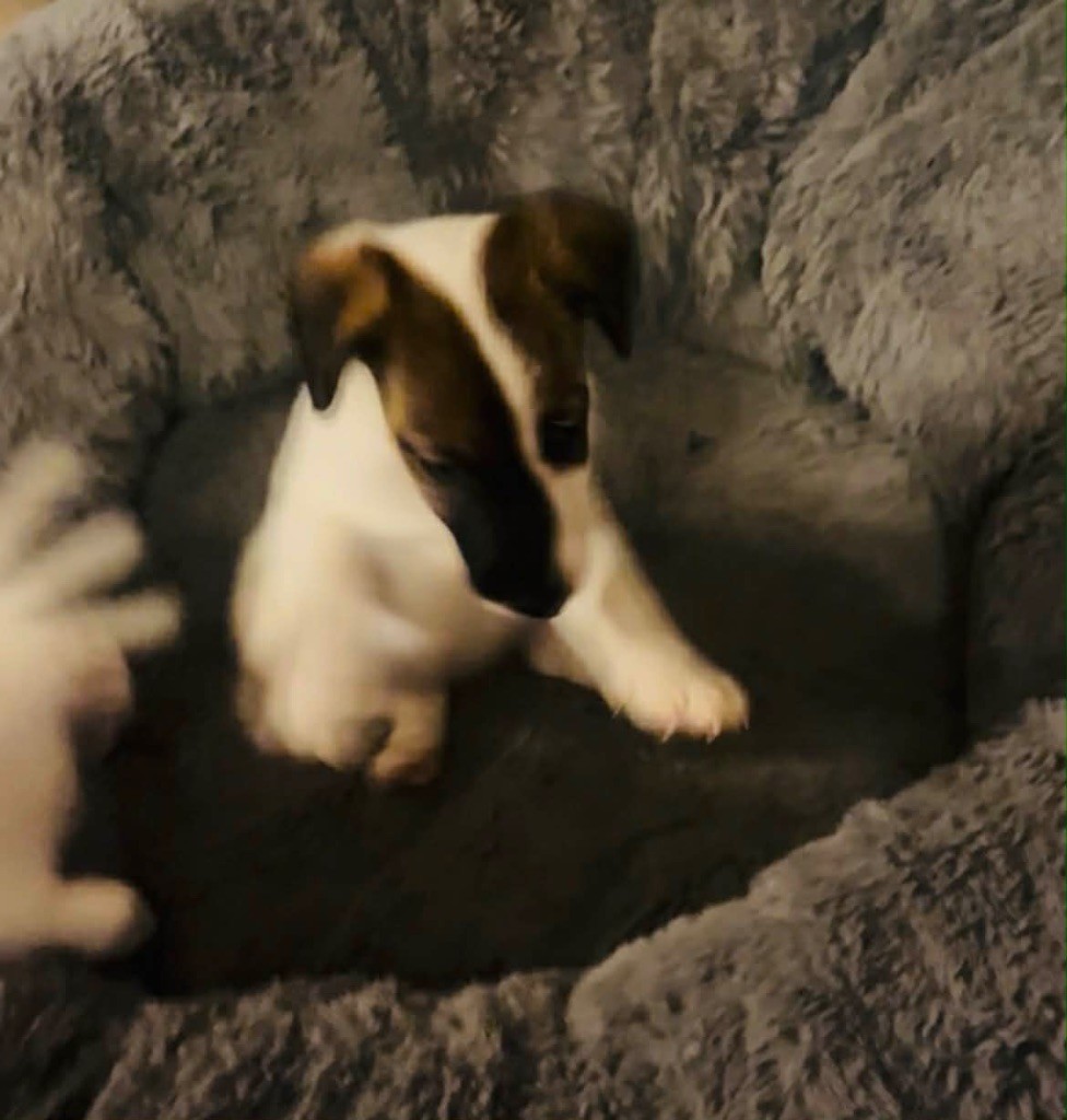 Fox Rebell - Chiots disponibles - Fox Terrier Poil lisse